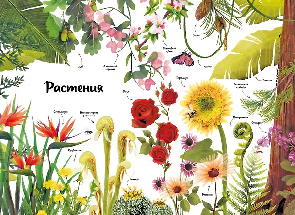 Книга Большая книга о природе в картинках (Камилла де ла Бедуайер) — 4
