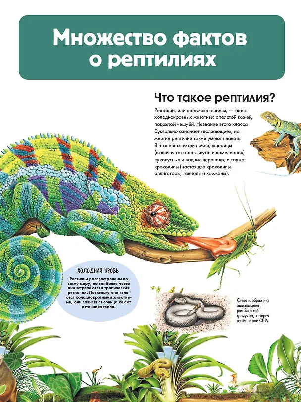 Книга Рептилии (Энн МакРей) — 10