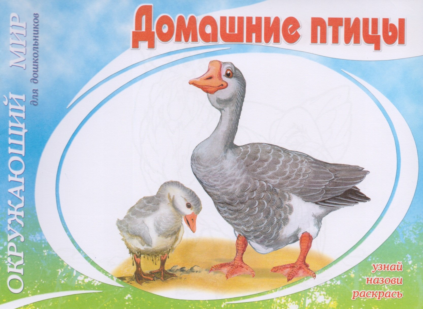

Домашние птицы