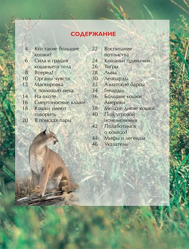 Книга Большие кошки. (Джонатан Шейх-Миллер) — 2