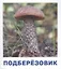 Грибы наших лесов. Карточки для детей с подсказками для взрослых — 2860436 — 3