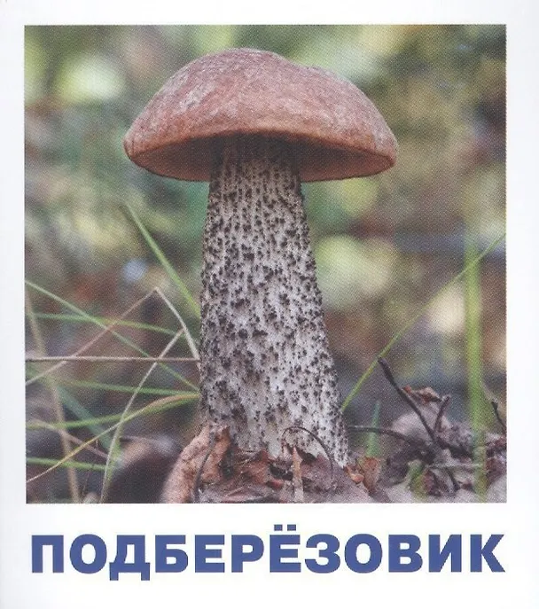Книга Грибы наших лесов. Карточки для детей с подсказками для взрослых (Татьяна Тимофеева) — 3