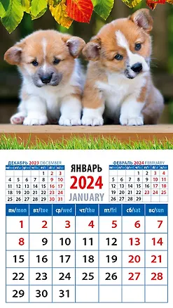 Календарь 2024г 94*167 "Забавные щенки корги" на магните 2998329