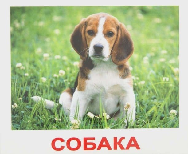 

Набор обучающих карточек 40 “Мои первые знания”