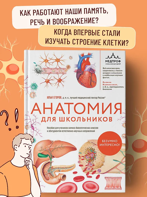 Книга Анатомия для школьников. Пособие для учеников химико-биологических классов и абитуриентов естественно-научных направлений (Илья Егоров) — 6