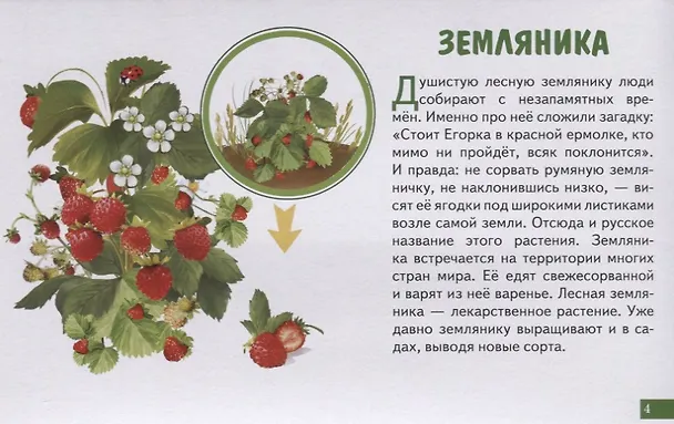 Книга Лесные ягоды. Обучающие карточки () — 5
