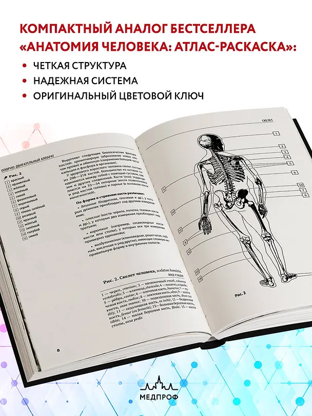 Книга Анатомия человека: компактный атлас-раскраска (Юрий Боянович) — 6
