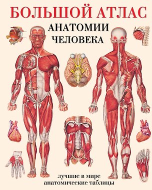 Книга Большой атлас  анатомии человека ()