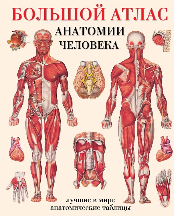 Книга Большой атлас  анатомии человека () — 1