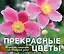 Прекрасные цветы. Шедевры природы на каждый день — 2401248 — 1