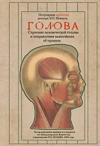 Голова. Строение человеческой головы и отправления важнейших её органов