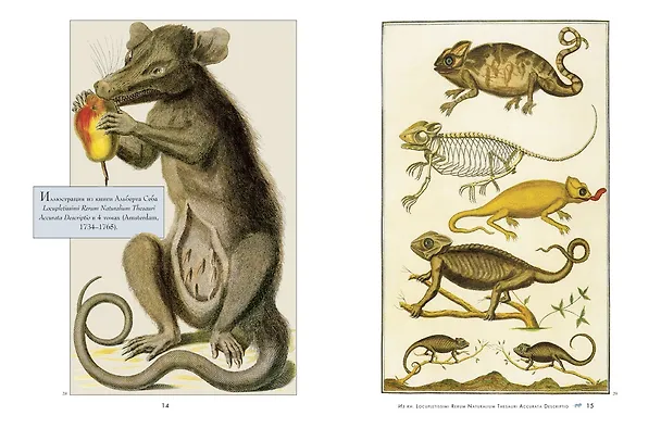 Книга Анималистика. Образы & фантазии. История изящных искусств для творческих личностей (Кэрол Беланже Графтон) — 4