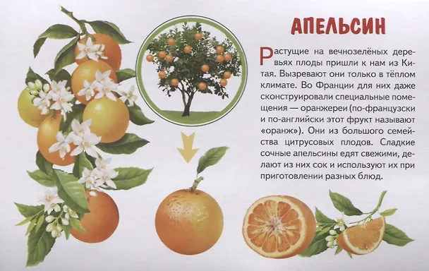 Книга Фрукты. Обучающие карточки () — 4