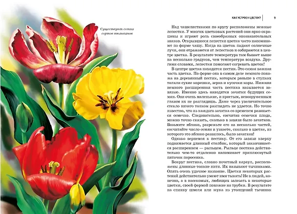 Книга Цветы : Школьный путеводитель () — 2