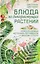Блюда из дикорастущих растений. Неиссякаемый источник витаминов к вашему столу — 3141491 — 1