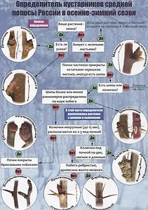 Определитель кустарников средней полосы России в осенне-зимний сезон