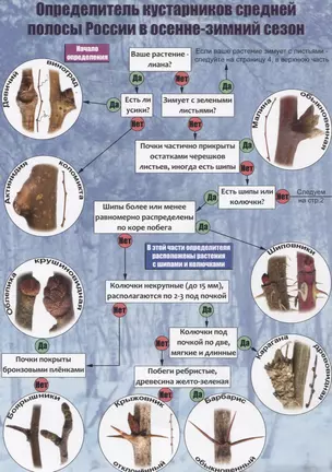 Определитель кустарников средней полосы России в осенне-зимний сезон — 2741102 — 1