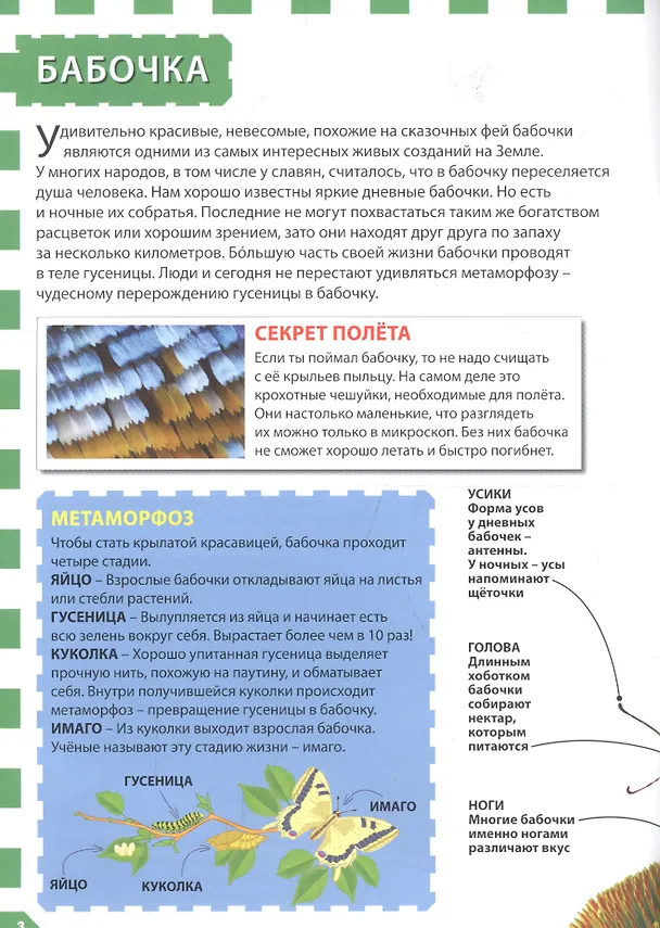 Книга Насекомые () — 2