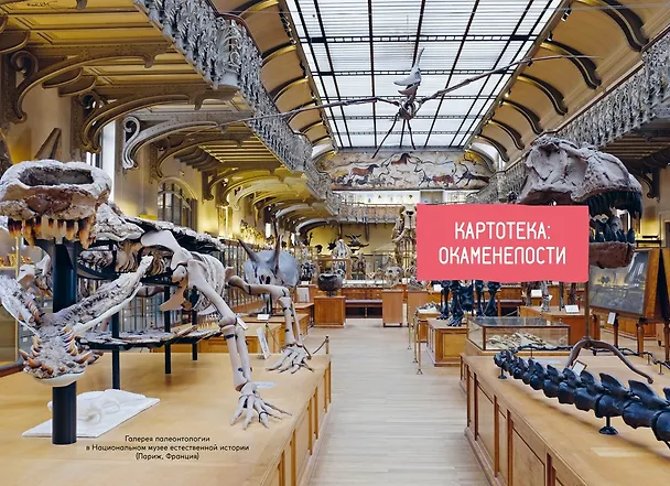 Книга Древний мир. Окаменелости. Животные и растения. Наши предки (Антуан Балзо) — 17