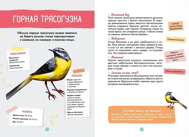 Книга Птицы (Мишель Люшези) — 10