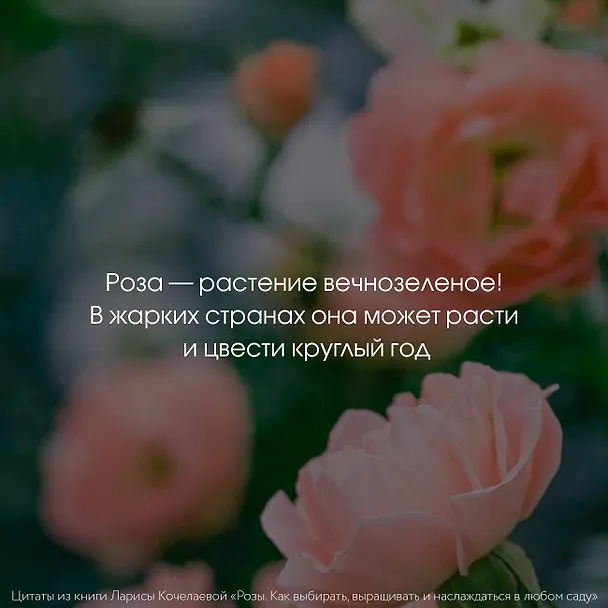 Книга Розы. Как выбирать, выращивать и наслаждаться в любом саду (Лариса Кочелаева) — 12