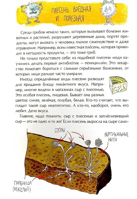 Книга Грибное царство (Алёна Васнецова) — 2