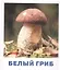 Грибы наших лесов. Карточки для детей с подсказками для взрослых — 2860436 — 2