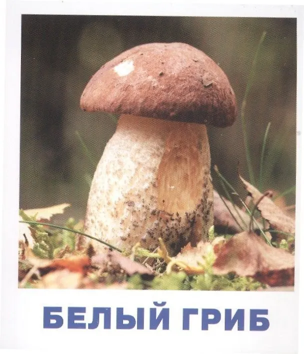 Книга Грибы наших лесов. Карточки для детей с подсказками для взрослых (Татьяна Тимофеева) — 2