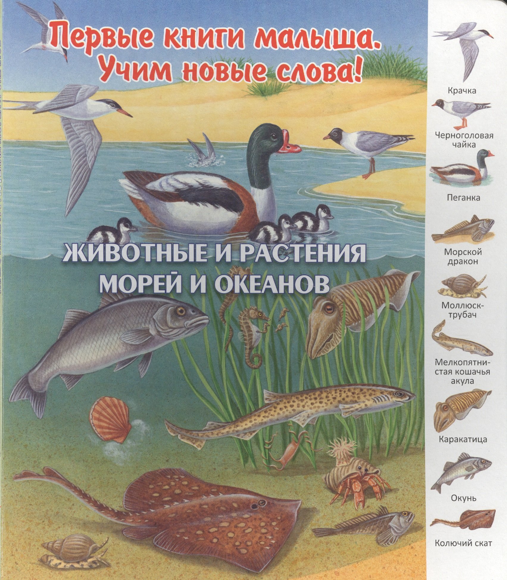 

Животные и растения морей и океанов (ПерКнМалУчНовСл) (картон) Комарова