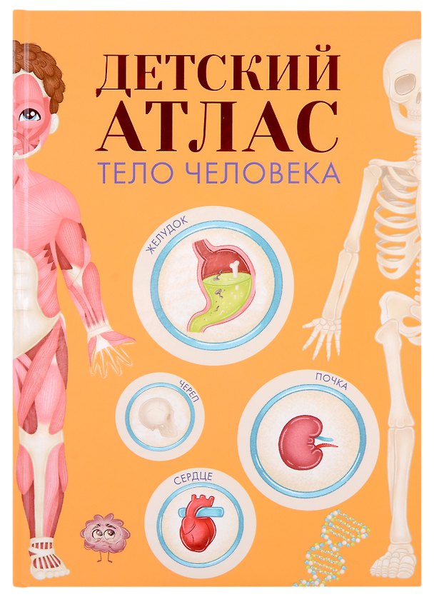Книга ДЕТСКИЙ АТЛАС "ТЕЛО ЧЕЛОВЕКА" мат.ламин, выб.лак, тиснение, мелов.бум. 236х336 () — 1