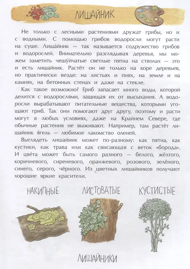 Книга Грибное царство (Алёна Васнецова) — 4