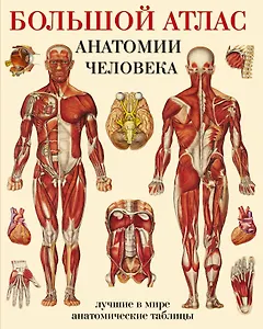 Большой атлас  анатомии человека