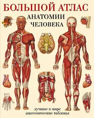 Книга Большой атлас  анатомии человека ()