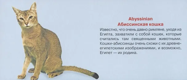 Книга Любимые кошки. Карточки () — 3