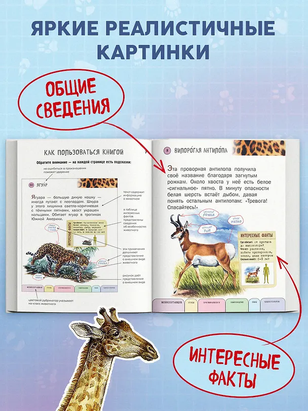 Книга Все животные с крупными буквами (Елена Ананьева) — 6