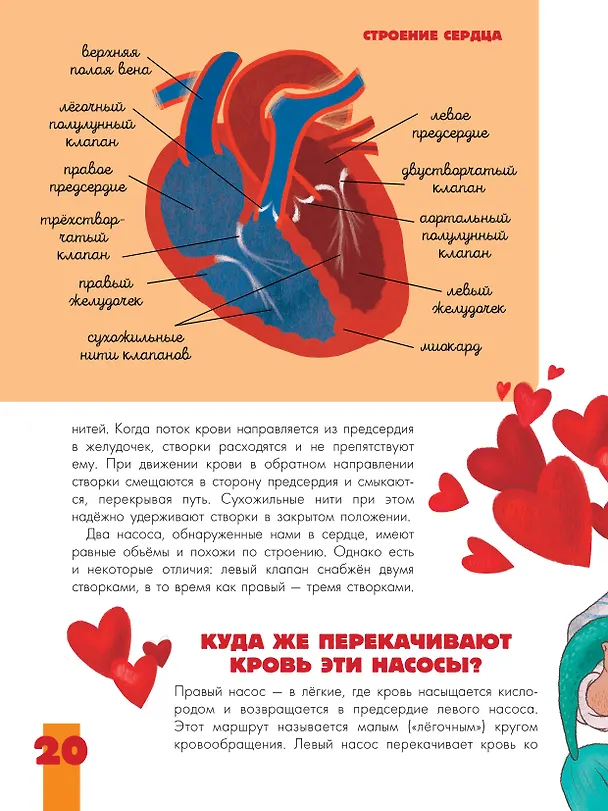Книга Тело человека (Вячеслав Дубынин) — 11