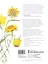 Портреты цветов от А до Я. Практическое руководство по рисованию акварелью — 2575374 — 2