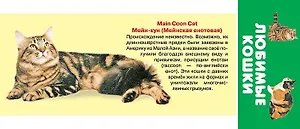 Любимые кошки. Карточки