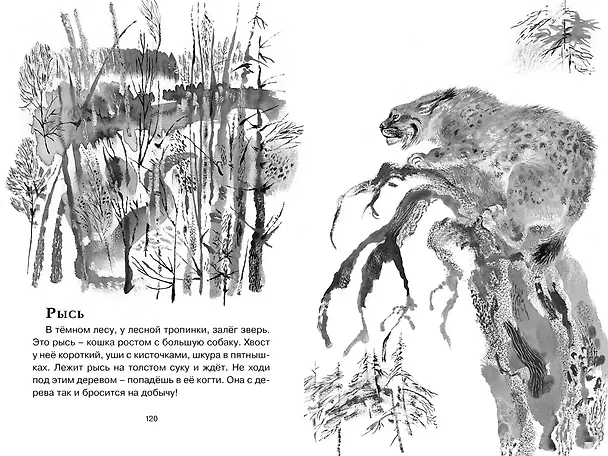 Книга Друзья (Евгений Чарушин) — 11