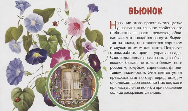 Книга Обучающие карточки "Садовые цветы" () — 5