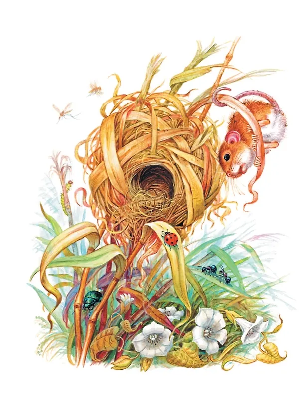 Книга Мышонок Пик. Сказки (Виталий Бианки) — 9