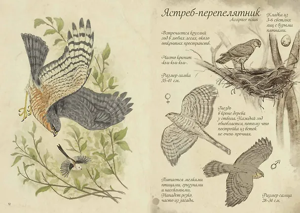 Книга Птицы леса. Артбук (Geo Saiko) — 17