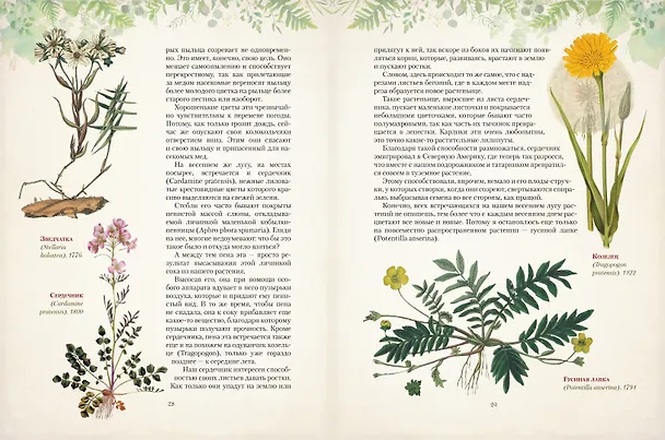 Книга Дары русского леса. Грибы, ягоды и целительные растения (Николай Золотницкий) — 7