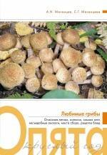 

Опята круглый год