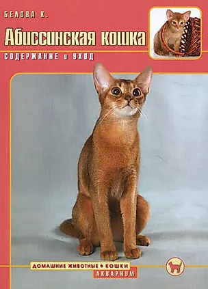 Абиссинская кошка Содержание и уход — 2181843 — 1