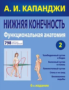 Нижняя конечность : Функциональная анатомия