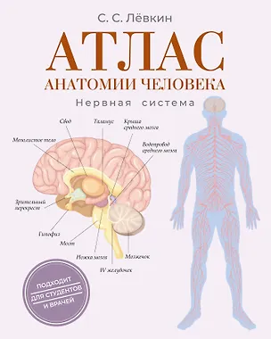 Книга Атлас анатомии человека. Нервная система (Сергей Лёвкин)