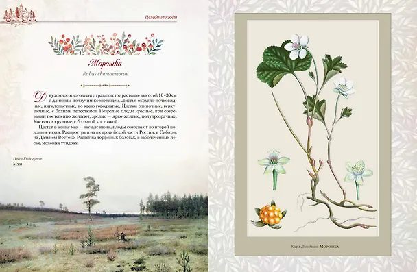 Книга Русский лес. Грибы и ягоды () — 13