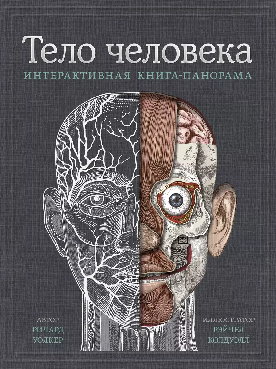 Тело человека. Интерактивная книга-панорама (Ричард Уолкер) - купить книгу  с доставкой в интернет-магазине «Читай-город». ISBN: 978-5-00146-196-8