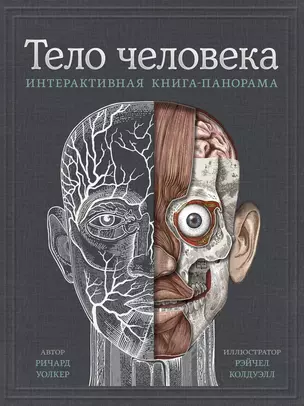 Тело человека. Интерактивная книга-панорама — 2771808 — 1